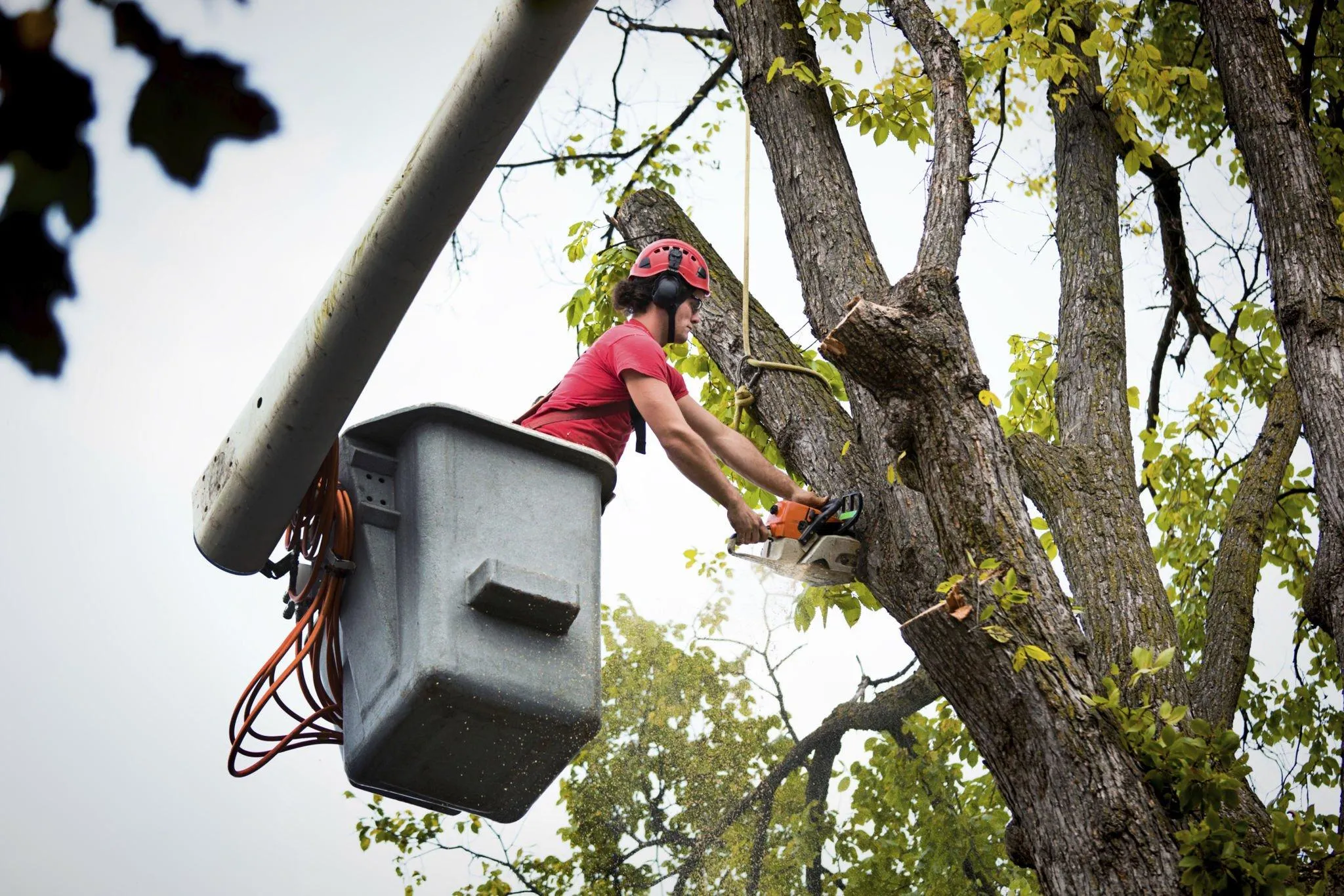 Commercial Tree Services In Yuba City