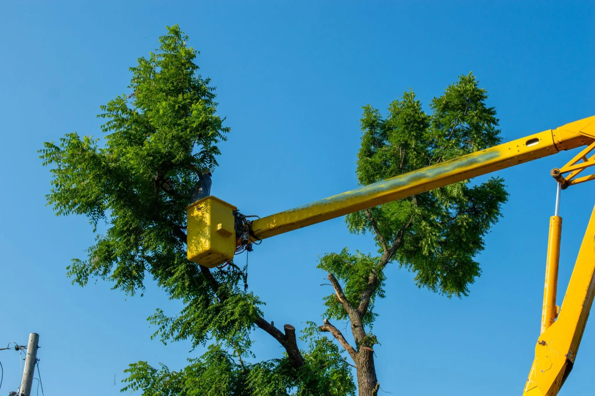 tree service yuba city