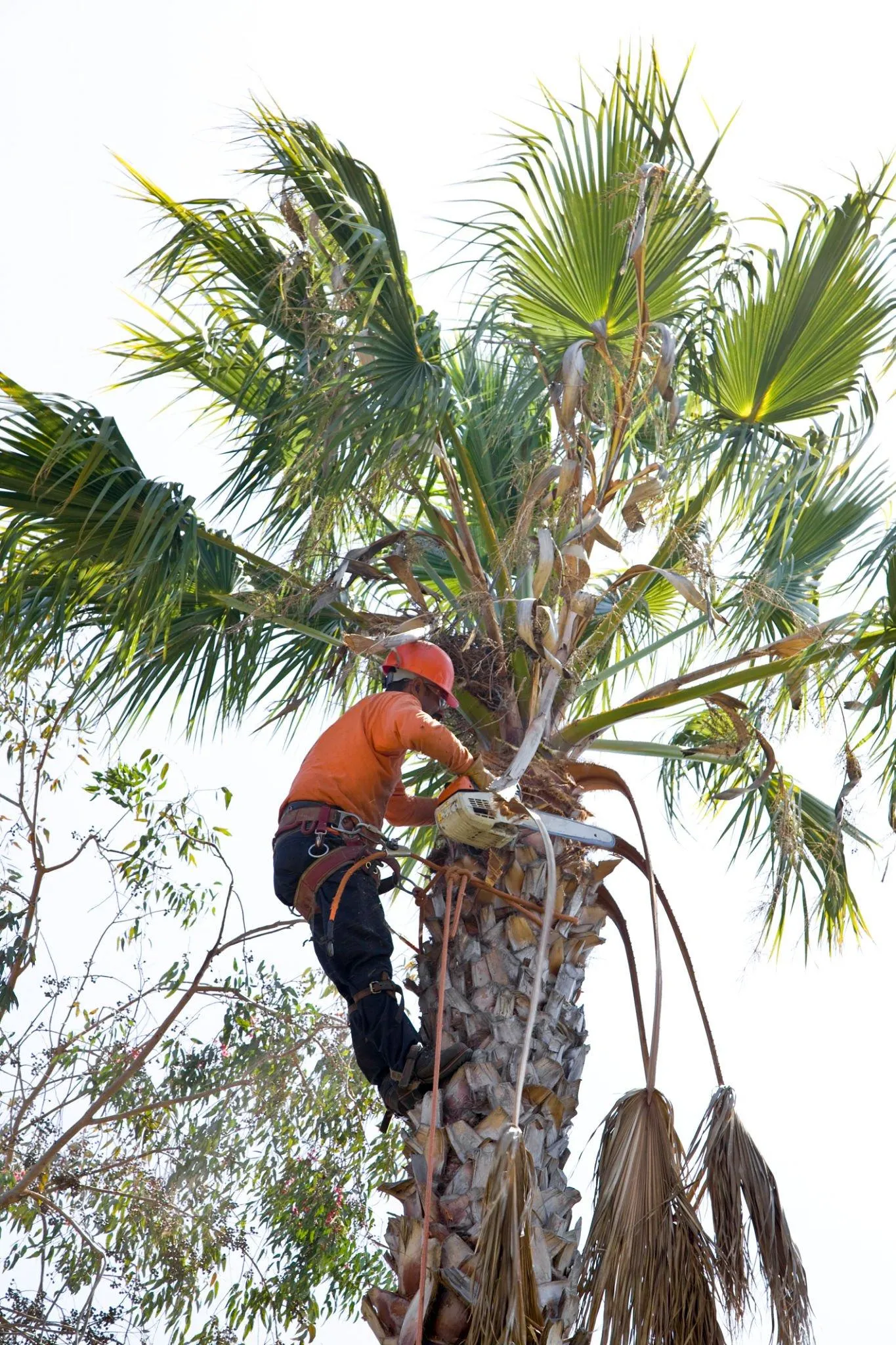 tree service yuba city