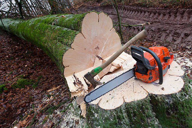 Tree Stump Grinding