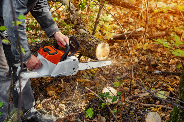 Tree Trimming & Pruning Services In Yuba City