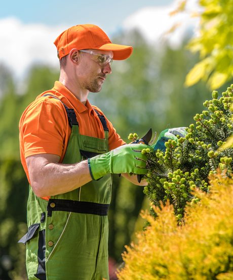 Tree & Shrub Care Servies