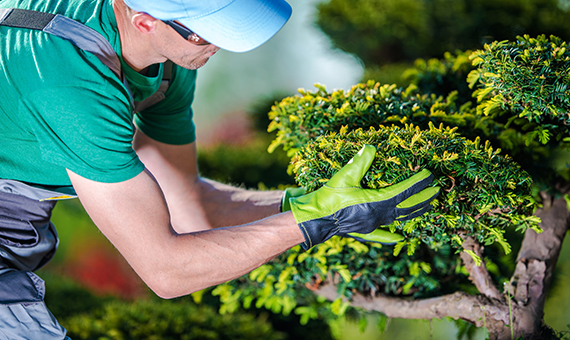 Tree Planting & Mulching Services in Yuba City