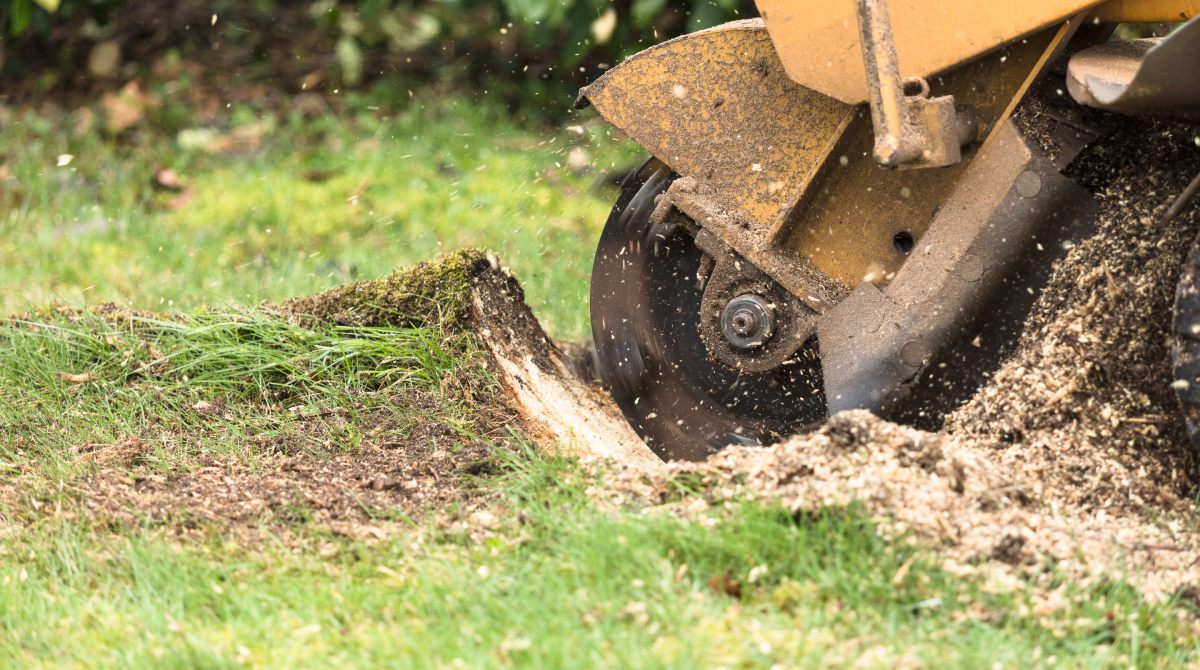 #1 Tree Stump Grinding - Pro Tree Service Yuba City