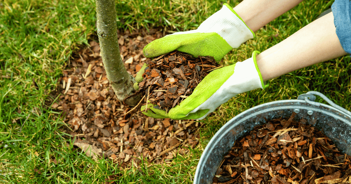 Why Tree Mulching Is Important For Trees? Pro Tree Service Yuba City
